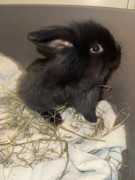 Cuccioli coniglio Ariete nano blu  | Foto 1