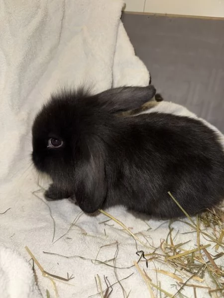 Cuccioli coniglio Ariete nano blu  | Foto 0