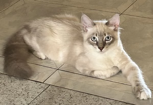 Cuccioli ragdoll 