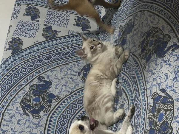 Cuccioli ragdoll  | Foto 1