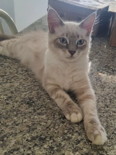 Cuccioli ragdoll  | Foto 0