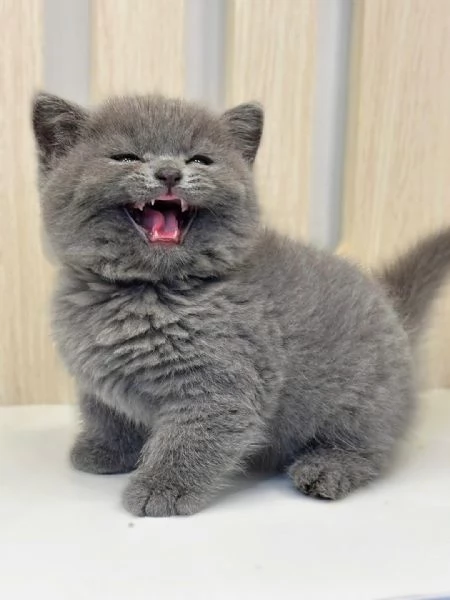 Cuccioli British shorthair