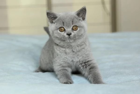 Cucciolo di British Shorthair 