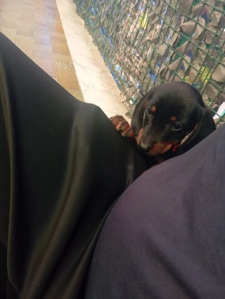 Bassotto tedesco | Foto 2