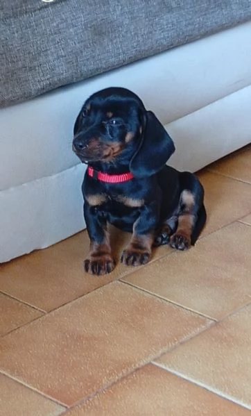 Bassotto tedesco | Foto 1