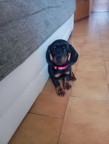 Bassotto tedesco | Foto 0