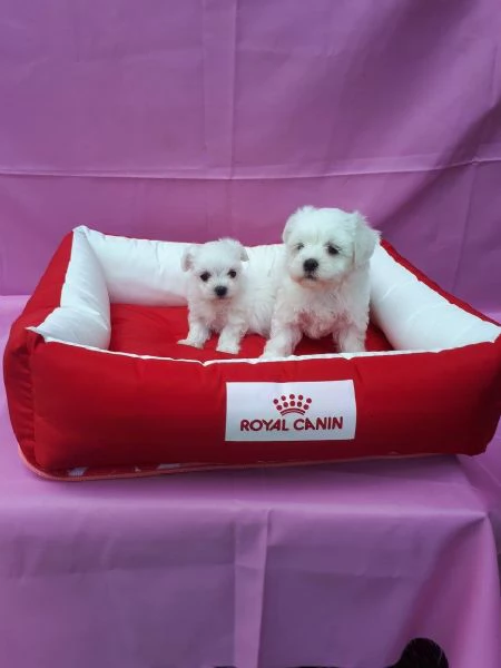 Due cuccioli Maltese | Foto 0