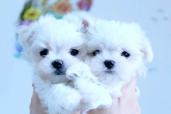 Due deliziose cucciole Maltese
