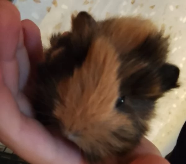 Porcellini d'india  | Foto 0