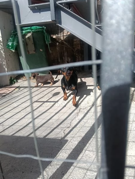 Basotto tedesco  | Foto 6