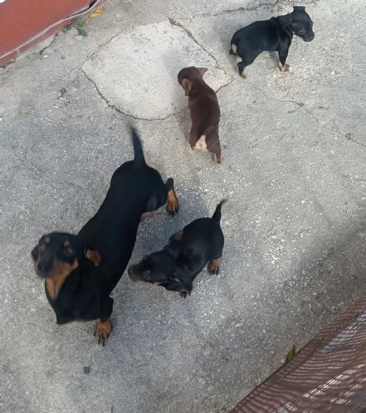 Basotto tedesco  | Foto 5