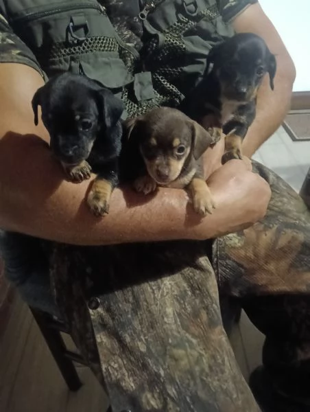 Basotto tedesco  | Foto 4