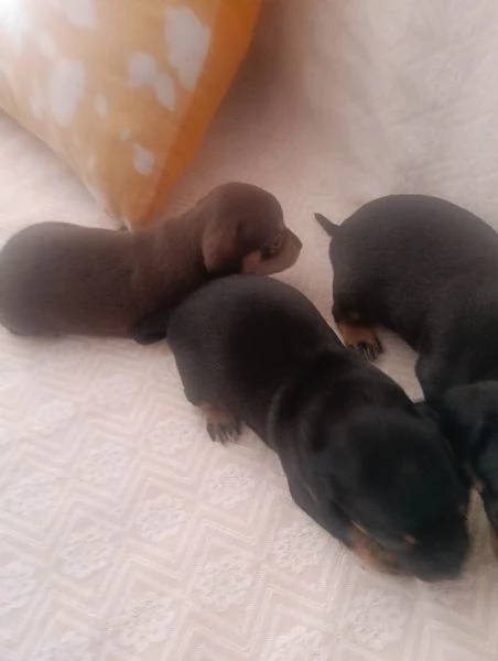 Basotto tedesco  | Foto 3