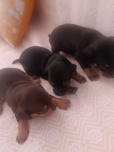 Basotto tedesco  | Foto 2