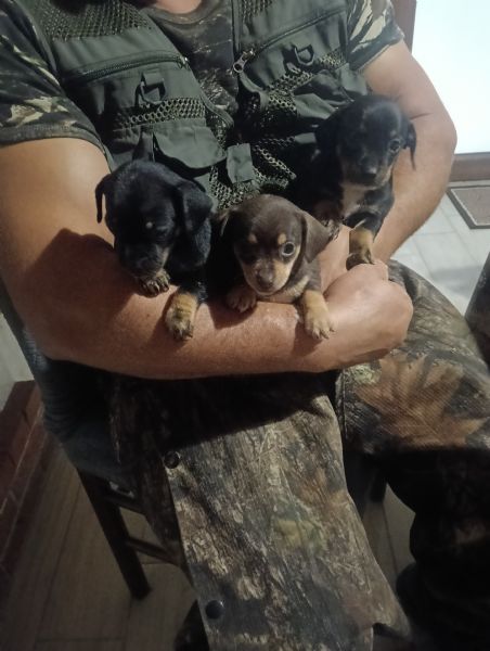 Basotto tedesco  | Foto 1