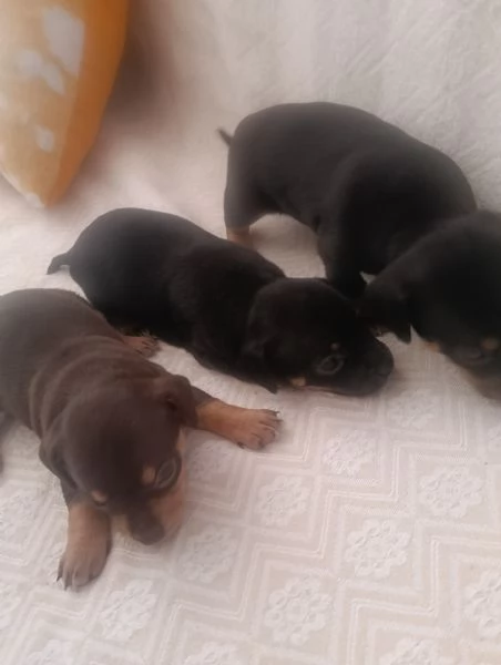 Basotto tedesco  | Foto 0