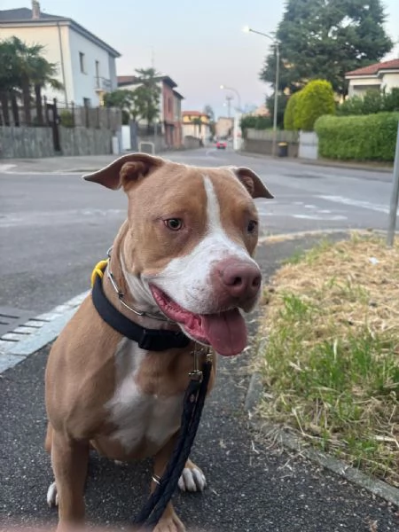 Regalo Pit bull | Foto 5