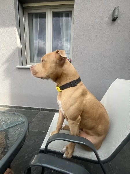 Regalo Pit bull | Foto 4