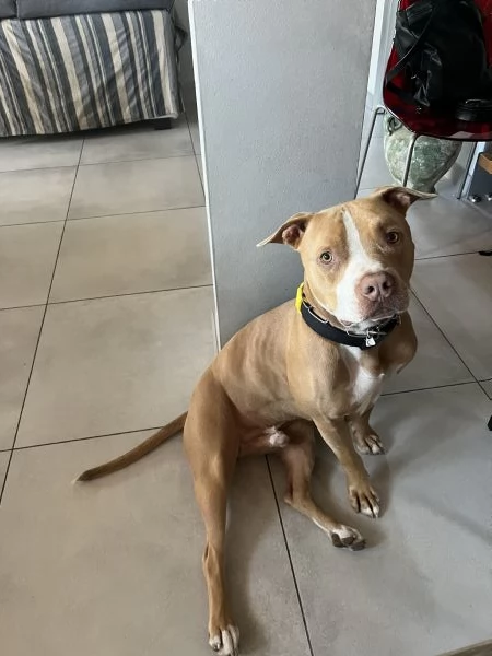 Regalo Pit bull | Foto 3