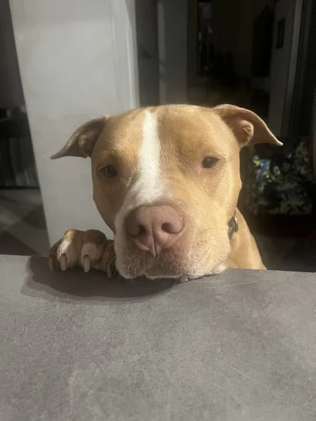 Regalo Pit bull | Foto 2