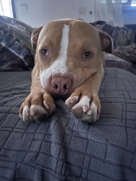 Regalo Pit bull | Foto 1