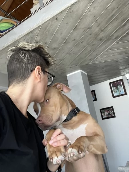 Regalo Pit bull | Foto 0