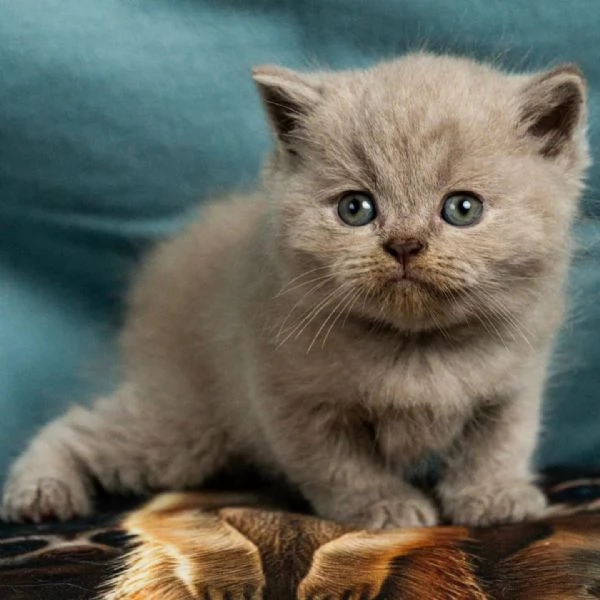 Cuccioli British shorthair