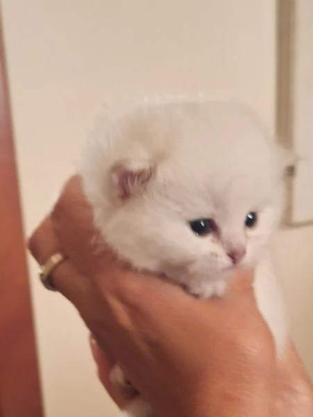 Baby British shorthair  | Foto 7