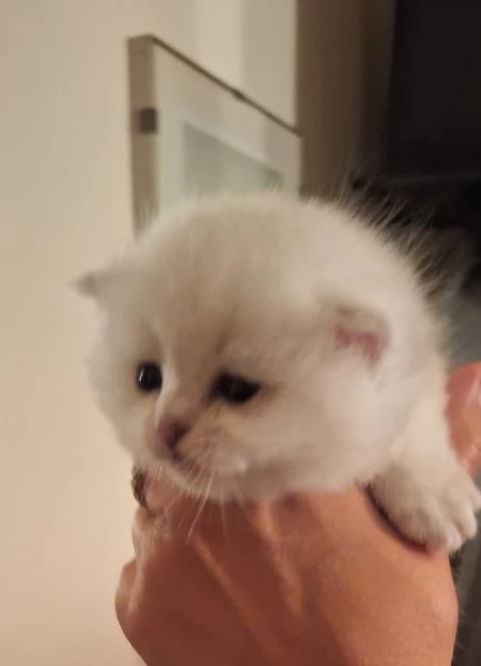 Baby British shorthair  | Foto 3