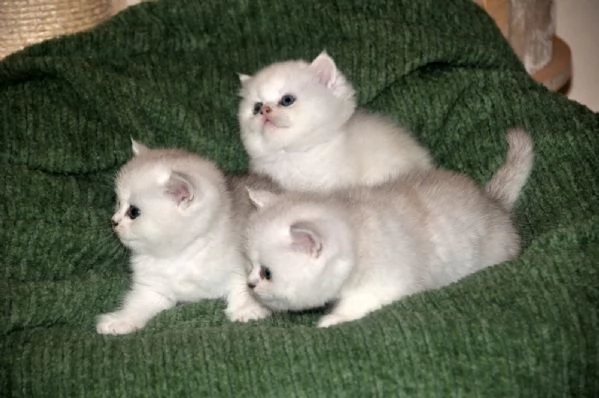 Baby British shorthair  | Foto 2