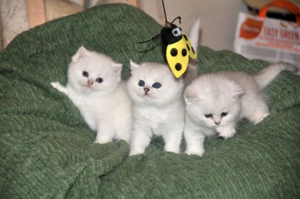 Baby British shorthair  | Foto 0