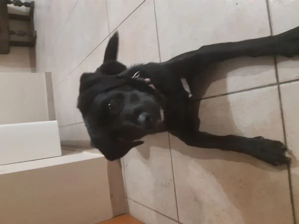 Regalo cucciolo | Foto 0