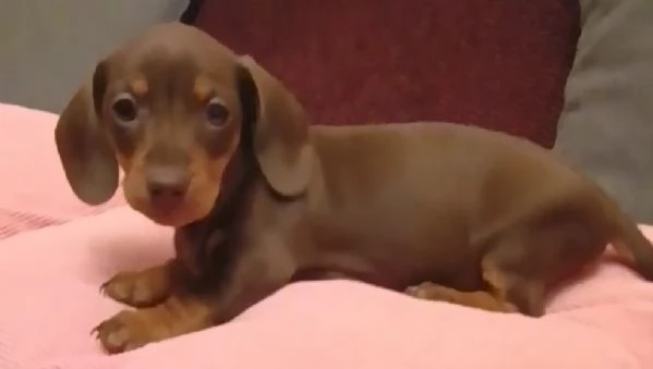 Cucciola bassotto con Pedigree 