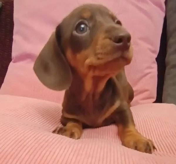 Cucciola bassotto con Pedigree  | Foto 2