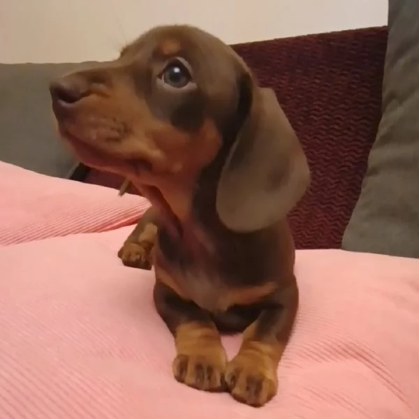 Cucciola bassotto con Pedigree  | Foto 1