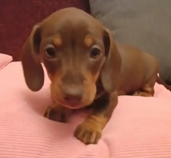 Cucciola bassotto con Pedigree  | Foto 0