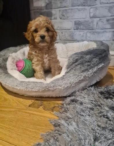 Cucciolo di orsacchiotto di peluche Cavapoo