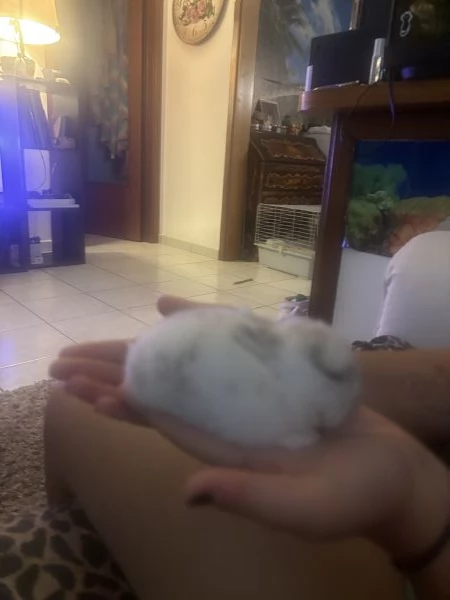 Cuccioli di conigli nani ariete/olandese | Foto 3