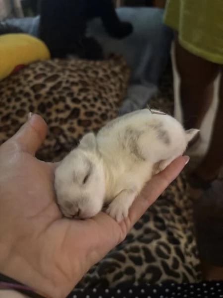 Cuccioli di conigli nani ariete/olandese | Foto 2