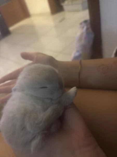 Cuccioli di conigli nani ariete/olandese | Foto 1