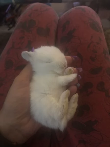 Cuccioli di conigli nani ariete/olandese | Foto 0