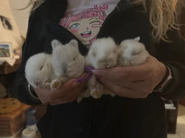 Cuccioli di conigli nani ariete/olandese