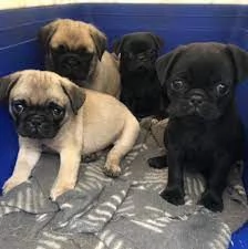 Cuccioli di Carlino adorabili. | Foto 0