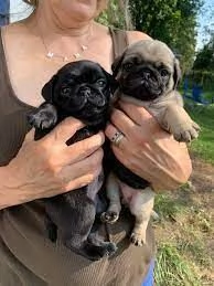 Cuccioli di Carlino adorabili.