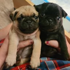 Splendide cucciole di carlina fulva. | Foto 0