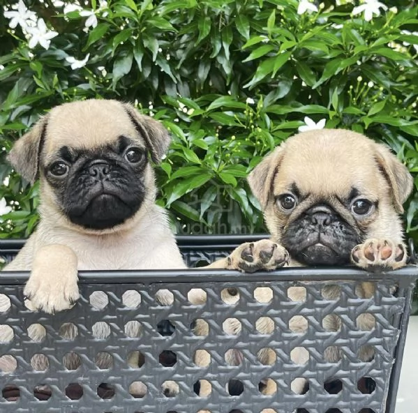 Cuccioli di carlino in vendita.