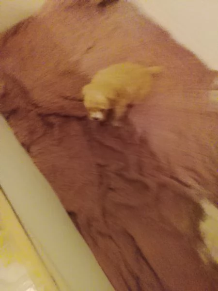  Vendo cucciolo di Barboncino nano  