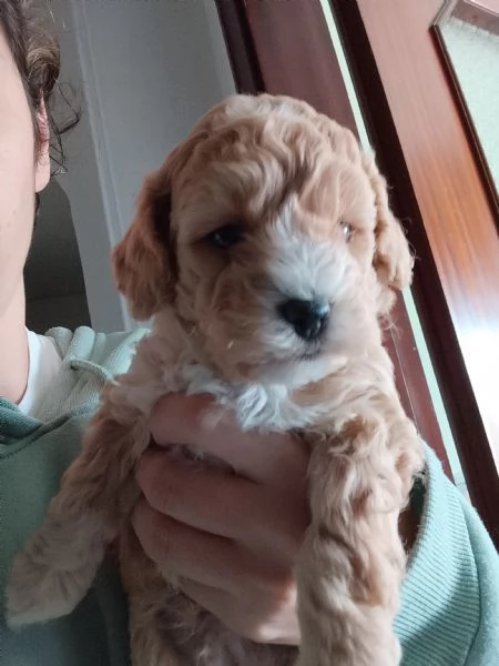  Vendo cucciolo di Barboncino nano   | Foto 2