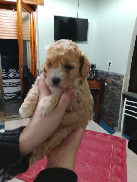  Vendo cucciolo di Barboncino nano   | Foto 1