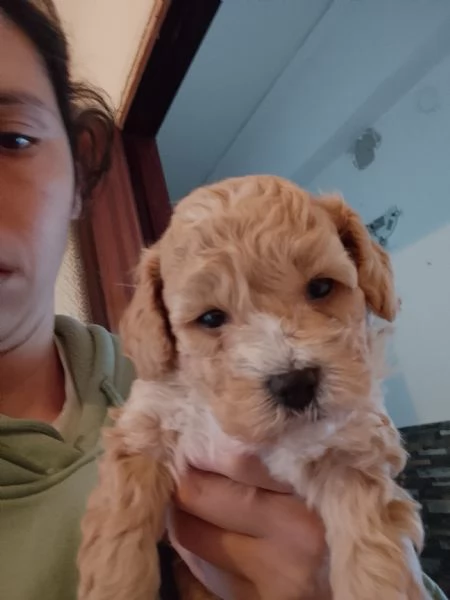  Vendo cucciolo di Barboncino nano   | Foto 0